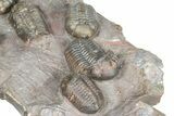 Cluster Of Six Colorful Austerops Trilobites - Jorf Morocco #362872-10